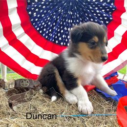 Duncan - Black white and tan male Collie puppy in Hinckley, Minnesota from Rusty Spur Collies