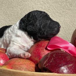Almond - Parti female Labradoodle puppy in St George, Utah from Terra's Swann's Kennels