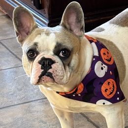 French Bulldogs and German Shepherds from Eden Shepherds