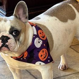 French Bulldogs and German Shepherds from Eden Shepherds