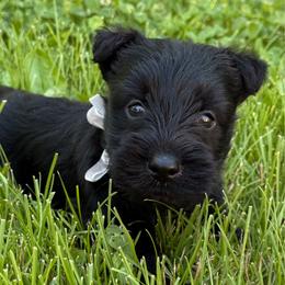 Sherlock - Black male Scottish Terrier puppy in Mount Joy, Pennsylvania from K&M Kennel