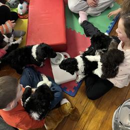 Poodle Puppies from Apricity Poodles