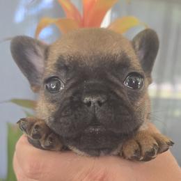 Suki - Fawn female French Bulldog puppy in Germantown, Ohio from LaBelle Bulldogs