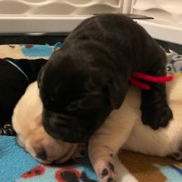 Boy 2 - Black Labrador Retriever puppy in Hutto, Texas from Texas Bluebonnet Labs