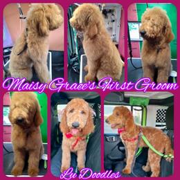 Goldendoodle Puppies from Lu Doodles