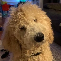 Striker - Goldendoodle