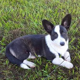 Cardigan Welsh Corgis from Raglan Cardigans