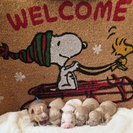 Lucy - Apricot female Cavapoo puppy in Casa Grande, Arizona from Curls and Camo Pups