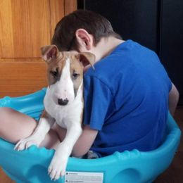 Bull Terriers from Lisa Carter's Bull Terriers