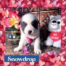 Snowdrop - Blue male Pomsky puppy in Venus, Pennsylvania from Hemlock Pines Pomsky