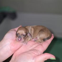 Girl 1 - Piebald female Dachshund puppy in Minden, Louisiana from Ironwood Creek