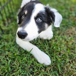 Border Collie Puppies from Spotted Feather Farm