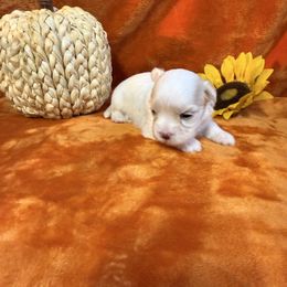 Lilly - White female Maltese puppy in Asheville, North Carolina from TCBs Glowing Maltese