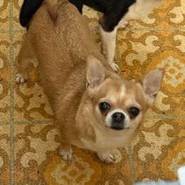Anikka Janae - Black sabled fawn female Chihuahua puppy in Rocky Mount, Virginia from Teeny Chihuahuas