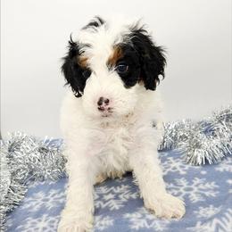 Parsley - Black and white male Bernedoodle puppy in Granton, Wisconsin from Rose River Farms