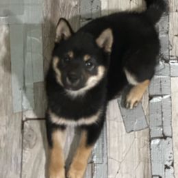 Kuromi - Shiba Inu