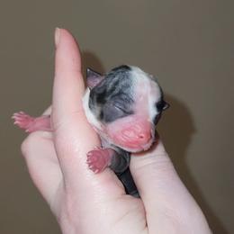 Black tri boy - Black and white male Chihuahua puppy in Ashtabula, Ohio from Paw's & Awe's Chihuahuas