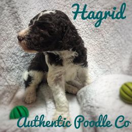Poodle Puppies from Authentic Poodle Co