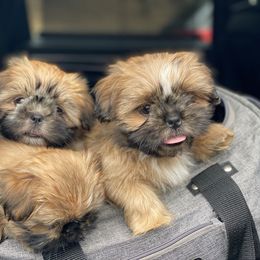 Shih Tzu Puppies from Once in a Lifetime Shih Tzu