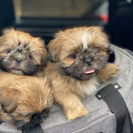 Shih Tzu Puppies from Once in a Lifetime Shih Tzu