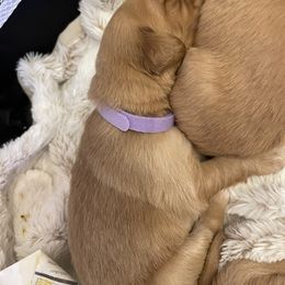 Golden Retriever Puppies from Tradershire Goldens