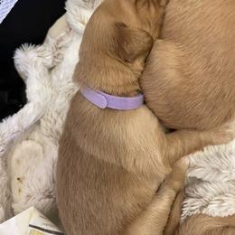 Golden Retriever Puppies from Tradershire Goldens