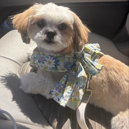 Cali - Shih Tzu