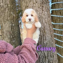 Canary - Red female Bernedoodle puppy in Mount Vernon, Missouri from PoodlelyDoodlely