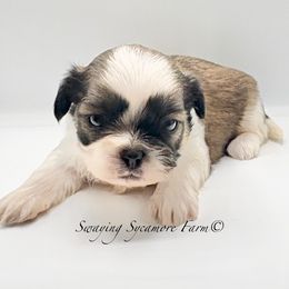 Brindle and White Female - Pink Collar - Brindle and white female Shih Tzu puppy in Crawfordsville, Indiana from Swaying Sycamore Farm