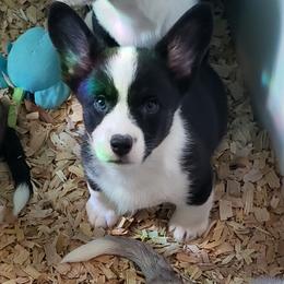 Camo - Black and white male Cardigan Welsh Corgi puppy in Myton, Utah from Cardigan Corgi Cuties 💓