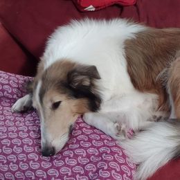 Aussiedoodles, Collies, and Miniature Australian Shepherds from Jeanah's Pups