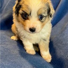 Micah - Blue merle female Toy Australian Shepherd puppy in Union Grove, North Carolina from Grove Farm