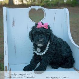Lady Agatha - pink collar - Black female Bernedoodle puppy in Lexington, North Carolina from Deborah’s Doodles