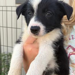 Butch - Black and white male Border Collie puppy in Shawnee, Oklahoma from Cross K Working Collies - Pure Bred Border Collies