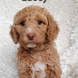 Lacey - Cream female Goldendoodle puppy in Marion County, Ohio from Hatten Homestead Kennels