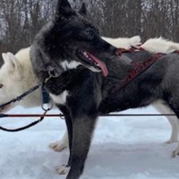 Siberian Huskies from Frosty Timber Sled Dogs