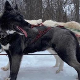 Siberian Huskies from Frosty Timber Sled Dogs