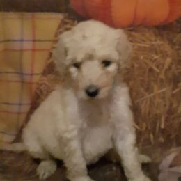 Poodles from Melissa J's Poodles