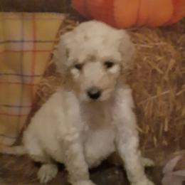 Poodles from Melissa J's Poodles