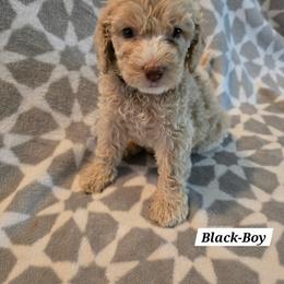 Black - Brown and white male Bernedoodle puppy in Columbia, Illinois from Hillcastle Breeders