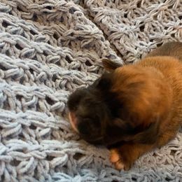 Boy 2 - Fawn male Boxer puppy in Wellsville, Missouri from Casino Boxers