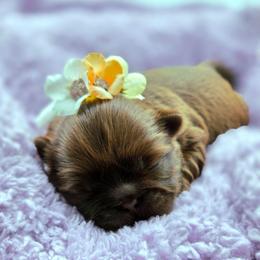 Lainey Chocolate - Liver female Shih Tzu puppy in Richmond, Texas from Aleka Shih Tzu