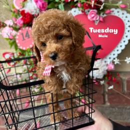 Bernedoodle, Cavalier King Charles Spaniel, Cavapoo, Goldendoodle, and Poodle Puppies from Gypsi Doodles & Poodles LLC.