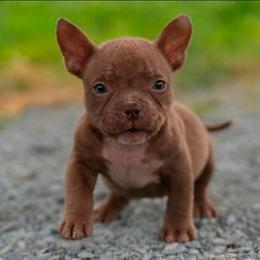 Le - Brown female American Bully puppy in Puyallup, Washington from Gamer Bullyz
