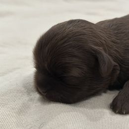 Shih Tzu Puppies from Moore Shih Tzus
