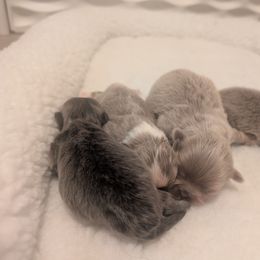 Shih Tzu puppies from Winning Colors Shih Tzu