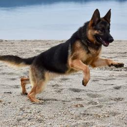 Holly - Black and tan female German Shepherd puppy in Grants Pass, Oregon from Granville German Shepherds