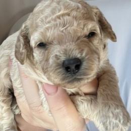Elizabeth Blaire - female Cavapoochon puppy in Fairmont, West Virginia from Ruby Heirloom Companions