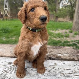 Radish (Dark Green) - Parti male Poodle puppy in Burwell, Nebraska from Petersen Poodles