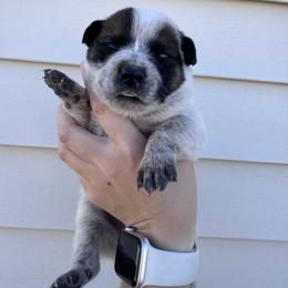 Cloudy - Red speckled male Australian Cattle Dog puppy in Oberlin, Kansas from Hangin R Kennels